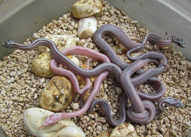 Vanishing Pattern Ghost Corn Snakes